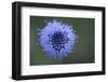 Scabius Flower, La Serena, Extremadura, Spain, April 2009-Widstrand-Framed Photographic Print