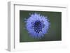 Scabius Flower, La Serena, Extremadura, Spain, April 2009-Widstrand-Framed Photographic Print