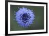 Scabius Flower, La Serena, Extremadura, Spain, April 2009-Widstrand-Framed Photographic Print