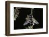 Scaeva Pyrastri (Hoverfly)-Paul Starosta-Framed Photographic Print