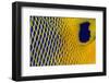 Scale details of a Yellow-mask angelfish, Maldives-Alex Mustard-Framed Photographic Print