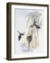 Scale-Throated Hermit (Phaethornis Eurynome)-John Gould-Framed Giclee Print