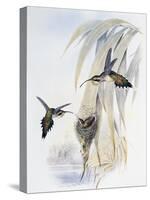 Scale-Throated Hermit (Phaethornis Eurynome)-John Gould-Stretched Canvas