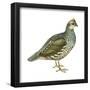 Scaled Quail (Callipepla Squamata), Birds-Encyclopaedia Britannica-Framed Poster