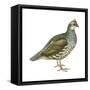 Scaled Quail (Callipepla Squamata), Birds-Encyclopaedia Britannica-Framed Stretched Canvas