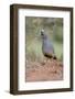 Scaled Quail (Callipepla squamata) feeding in grassland habitat-Larry Ditto-Framed Photographic Print