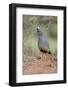 Scaled Quail (Callipepla squamata) feeding in grassland habitat-Larry Ditto-Framed Photographic Print