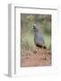 Scaled Quail (Callipepla squamata) feeding in grassland habitat-Larry Ditto-Framed Photographic Print