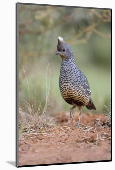 Scaled Quail (Callipepla squamata) feeding in grassland habitat-Larry Ditto-Mounted Photographic Print