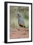 Scaled Quail (Callipepla squamata) feeding in grassland habitat-Larry Ditto-Framed Photographic Print