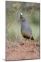 Scaled Quail (Callipepla squamata) feeding in grassland habitat-Larry Ditto-Mounted Photographic Print