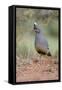 Scaled Quail (Callipepla squamata) feeding in grassland habitat-Larry Ditto-Framed Stretched Canvas