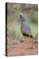 Scaled Quail (Callipepla squamata) feeding in grassland habitat-Larry Ditto-Stretched Canvas