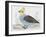 Scaled Quail (Callipepla Squamata), Odontophoridae-null-Framed Giclee Print