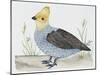 Scaled Quail (Callipepla Squamata), Odontophoridae-null-Mounted Giclee Print