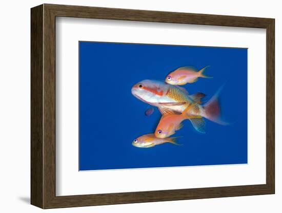 scalefin anthias females, joining a male on a spawning rise-alex mustard-Framed Photographic Print