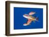 scalefin anthias females, joining a male on a spawning rise-alex mustard-Framed Photographic Print