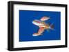 scalefin anthias females, joining a male on a spawning rise-alex mustard-Framed Photographic Print