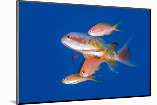 scalefin anthias females, joining a male on a spawning rise-alex mustard-Mounted Photographic Print