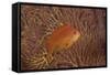 Scalefin Anthias Fish Beqa Lagoon, Fiji-Stocktrek Images-Framed Stretched Canvas