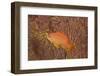 Scalefin Anthias Fish Beqa Lagoon, Fiji-Stocktrek Images-Framed Photographic Print