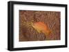 Scalefin Anthias Fish Beqa Lagoon, Fiji-Stocktrek Images-Framed Photographic Print