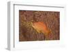 Scalefin Anthias Fish Beqa Lagoon, Fiji-Stocktrek Images-Framed Photographic Print