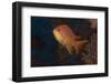 Scalefin Anthias Fish Beqa Lagoon, Fiji-Stocktrek Images-Framed Photographic Print