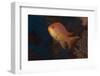 Scalefin Anthias Fish Beqa Lagoon, Fiji-Stocktrek Images-Framed Photographic Print