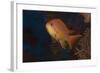 Scalefin Anthias Fish Beqa Lagoon, Fiji-Stocktrek Images-Framed Photographic Print