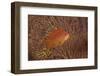 Scalefin Anthias Fish Beqa Lagoon, Fiji-Stocktrek Images-Framed Photographic Print