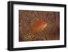 Scalefin Anthias Fish Beqa Lagoon, Fiji-Stocktrek Images-Framed Photographic Print