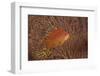 Scalefin Anthias Fish Beqa Lagoon, Fiji-Stocktrek Images-Framed Photographic Print