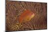 Scalefin Anthias Fish Beqa Lagoon, Fiji-Stocktrek Images-Mounted Photographic Print