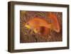 Scalefin Anthias Fish Beqa Lagoon, Fiji-Stocktrek Images-Framed Photographic Print