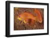 Scalefin Anthias Fish Beqa Lagoon, Fiji-Stocktrek Images-Framed Photographic Print