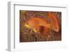 Scalefin Anthias Fish Beqa Lagoon, Fiji-Stocktrek Images-Framed Photographic Print