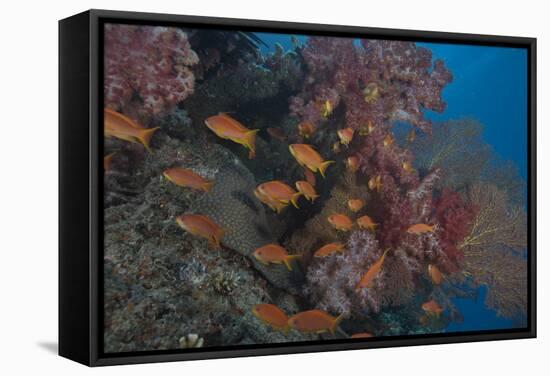 Scalefin Anthias Fish in Beqa Lagoon, Fiji-Stocktrek Images-Framed Stretched Canvas