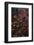 Scalefin Anthias Fish in Beqa Lagoon, Fiji-Stocktrek Images-Framed Photographic Print