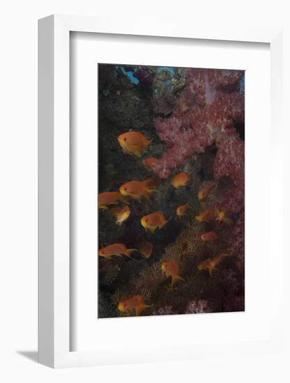 Scalefin Anthias Fish in Beqa Lagoon, Fiji-Stocktrek Images-Framed Photographic Print