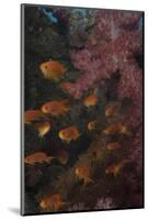 Scalefin Anthias Fish in Beqa Lagoon, Fiji-Stocktrek Images-Mounted Photographic Print