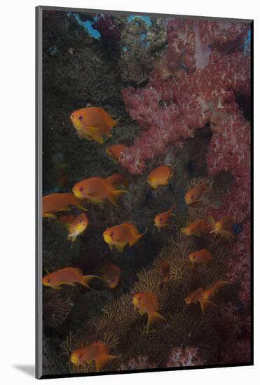 Scalefin Anthias Fish in Beqa Lagoon, Fiji-Stocktrek Images-Mounted Photographic Print