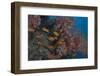 Scalefin Anthias Fish in Beqa Lagoon, Fiji-Stocktrek Images-Framed Photographic Print
