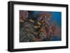 Scalefin Anthias Fish in Beqa Lagoon, Fiji-Stocktrek Images-Framed Photographic Print