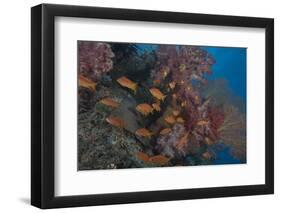 Scalefin Anthias Fish in Beqa Lagoon, Fiji-Stocktrek Images-Framed Photographic Print