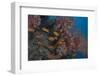 Scalefin Anthias Fish in Beqa Lagoon, Fiji-Stocktrek Images-Framed Photographic Print