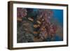 Scalefin Anthias Fish in Beqa Lagoon, Fiji-Stocktrek Images-Framed Photographic Print