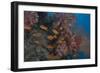 Scalefin Anthias Fish in Beqa Lagoon, Fiji-Stocktrek Images-Framed Photographic Print