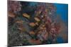 Scalefin Anthias Fish in Beqa Lagoon, Fiji-Stocktrek Images-Mounted Photographic Print