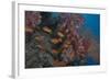 Scalefin Anthias Fish in Beqa Lagoon, Fiji-Stocktrek Images-Framed Photographic Print